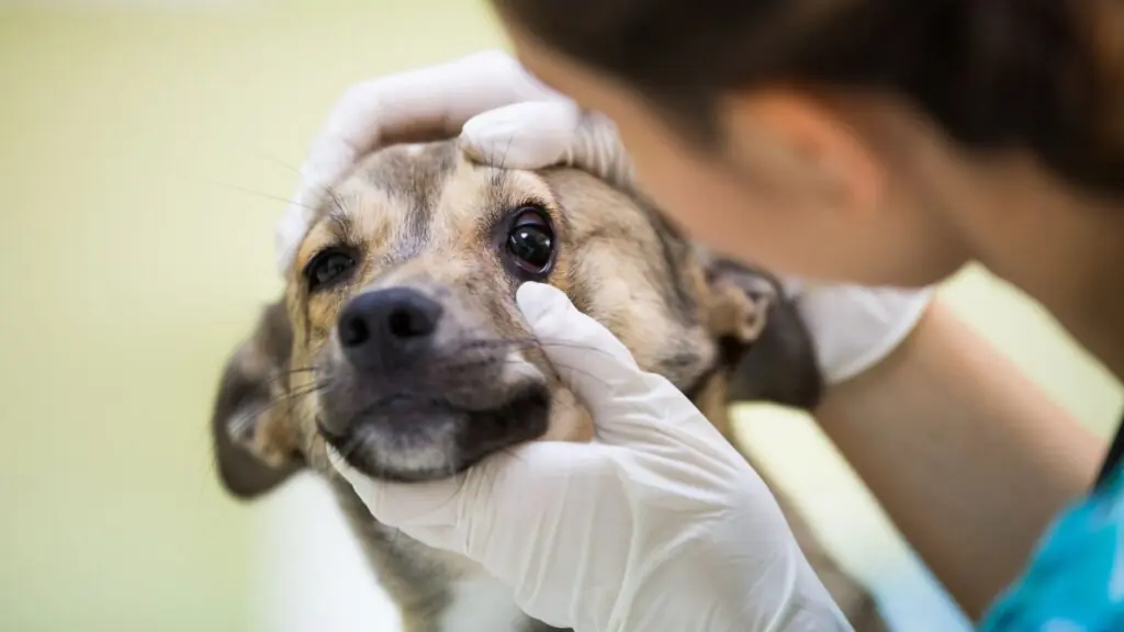 Dog Breeds Most Prone to Eye Problems