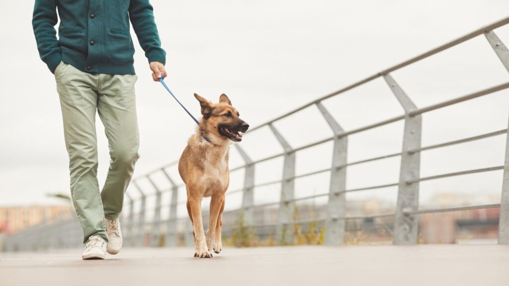 Dog Breeds Perfect for City Living