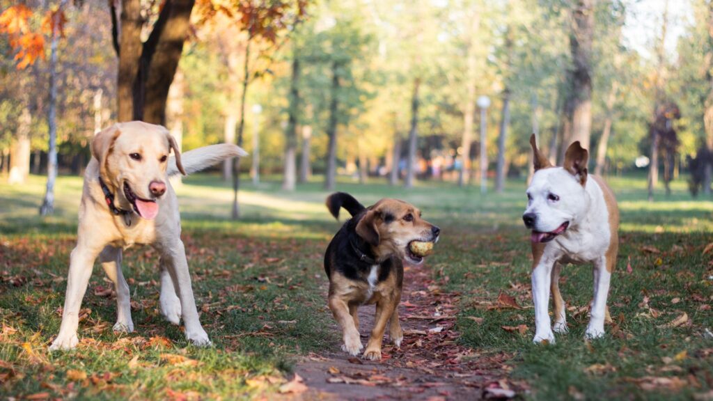 Dog Breeds that Require the Least Exercise