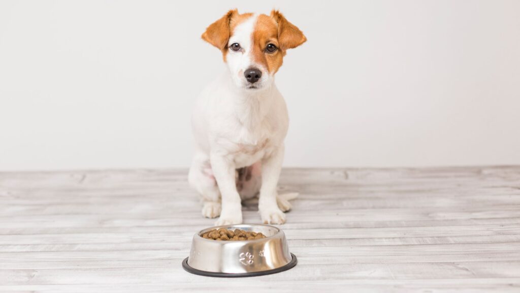 Dog Breeds with the Most Food Sensitivities