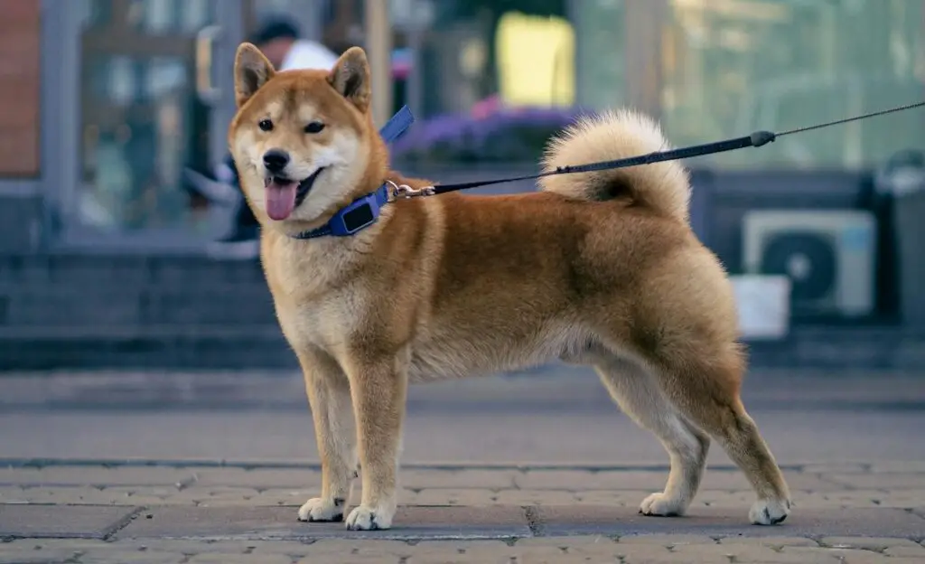 Hundetraining zum Schutz