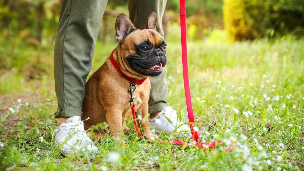 Hunde zur emotionalen Unterstützung