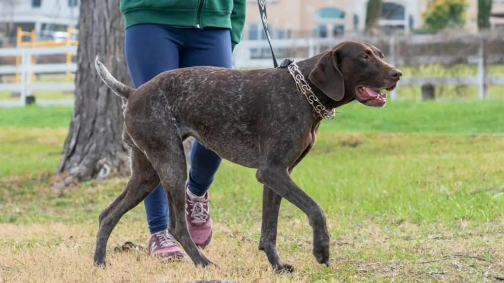 Was ist der perfekte Hund?
