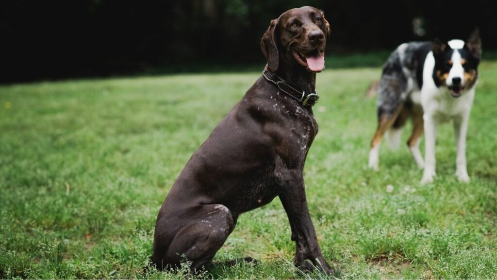 beste Hunde zum Laufen
