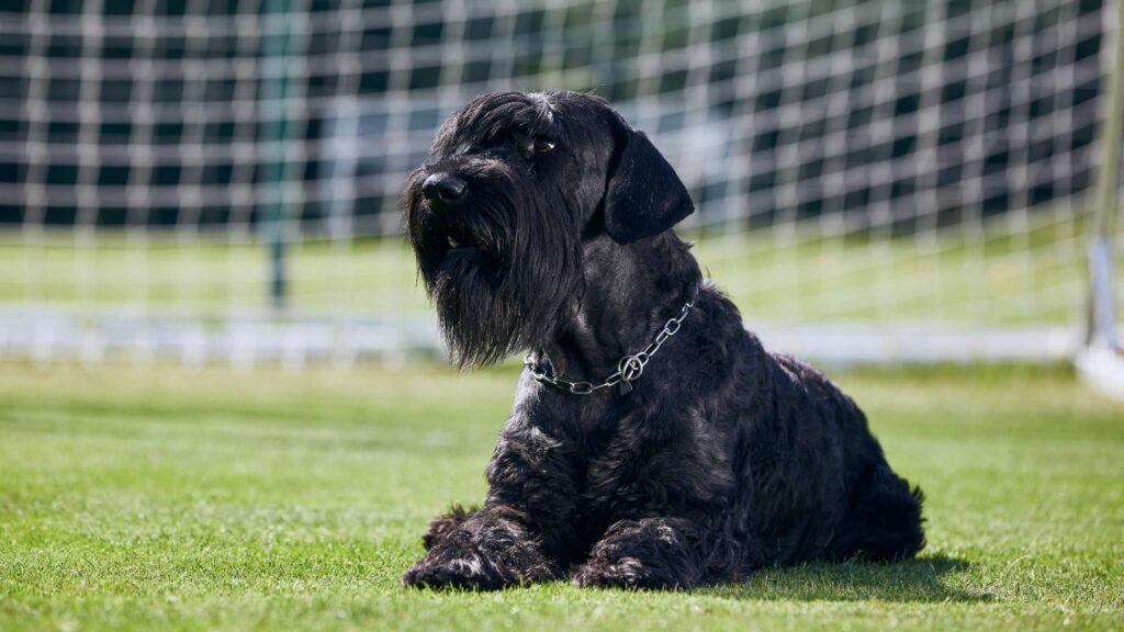 Giant Schnauzer