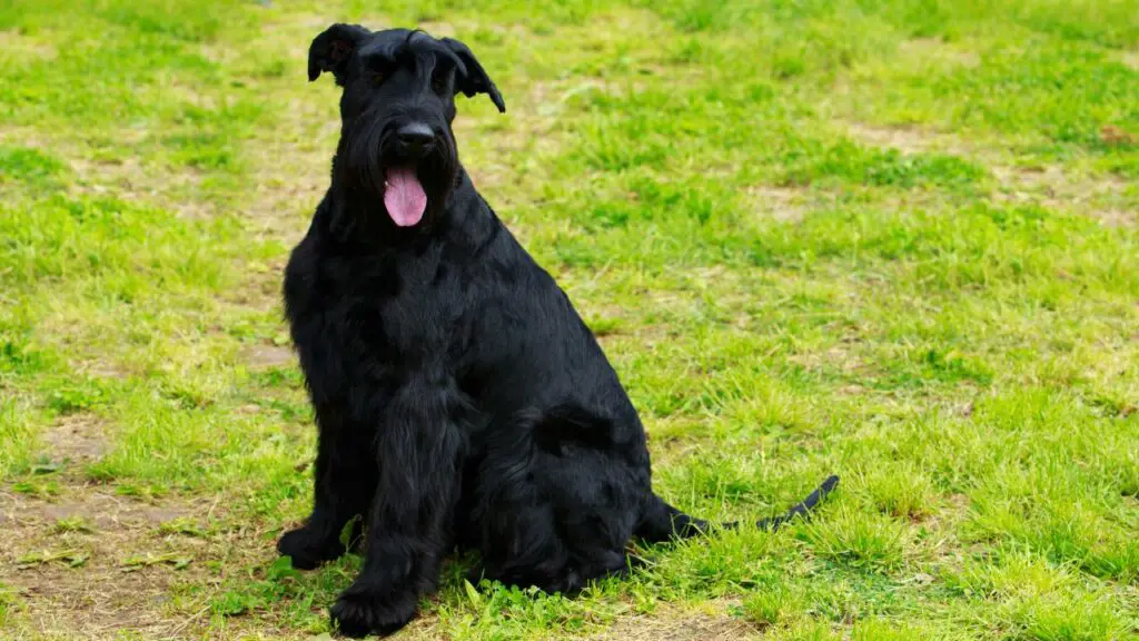 sind Riesenschnauzer gute Wachhunde