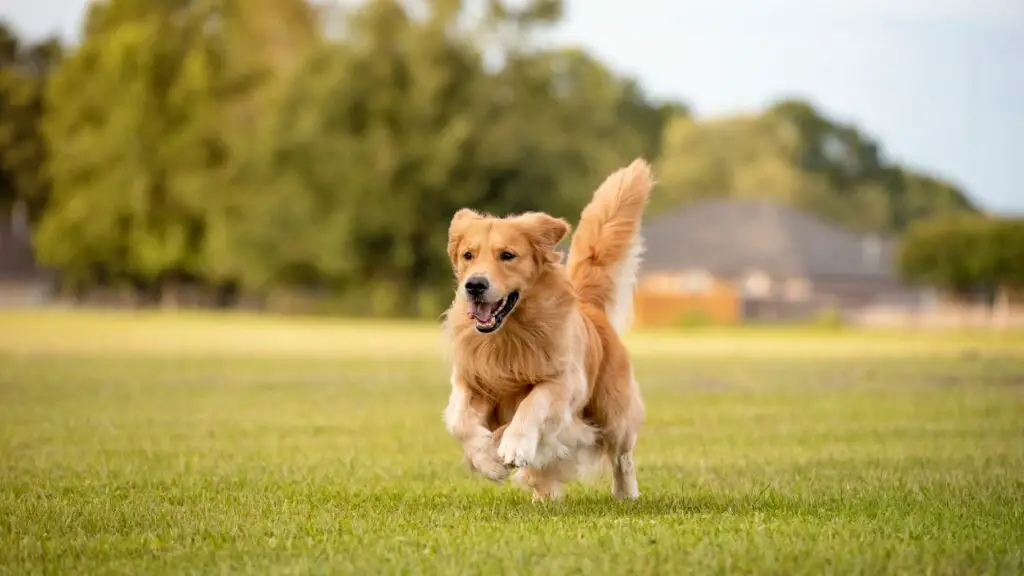 Temperament des Golden Retrievers