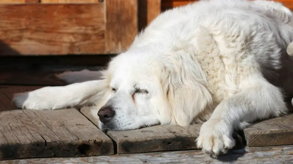 schläfrige Hunde