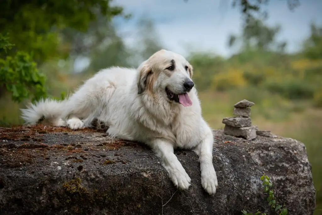 Weiße Hunde