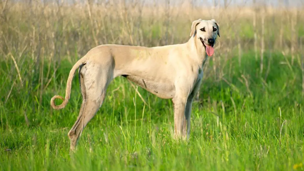 Lindern Hunde Stress?