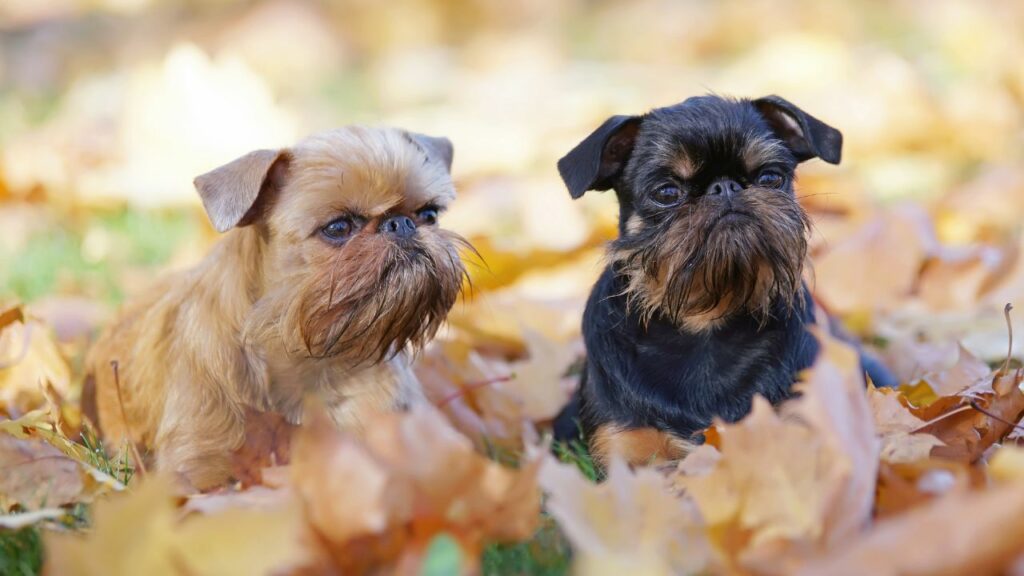 am wenigsten aktiver Hund