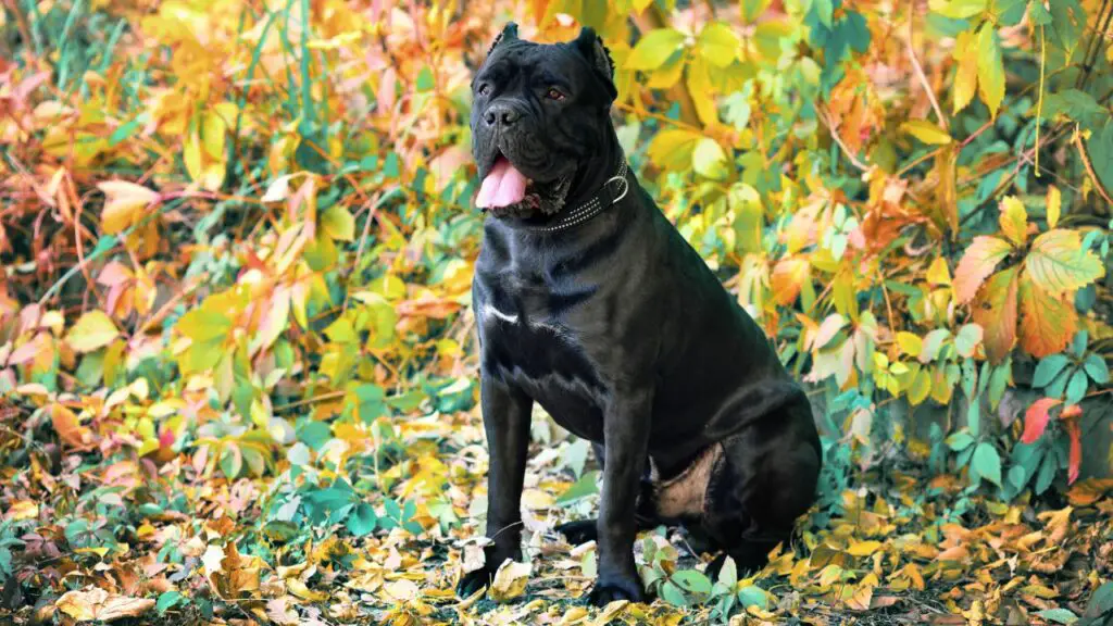 Das Temperament des Cane Corso ist ausgeglichen