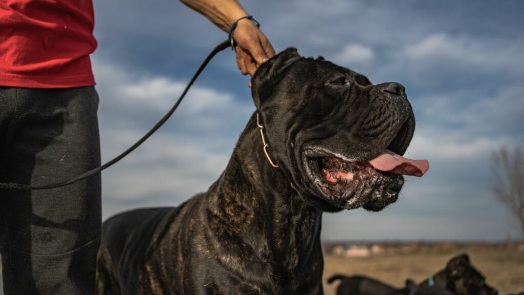 Cane Corsos sind gute Familienhunde