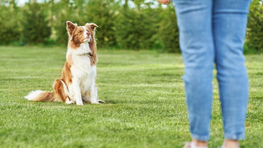 sind Border Collies, die ihre Besitzer beschützen
