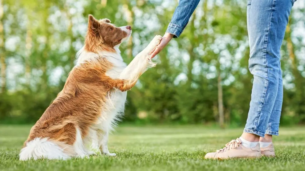 sind treue Border Collies
