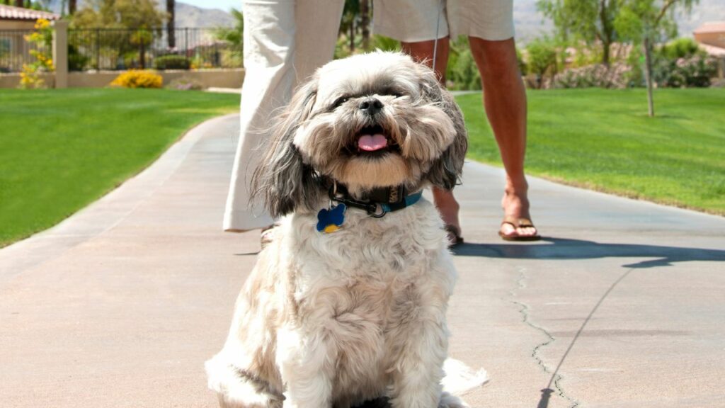 Ist der Shih Tzu der richtige Hund für Sie?