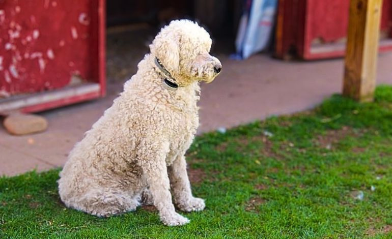 Schutzhunde
