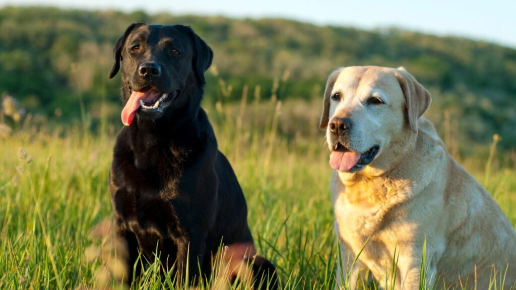 Was sind Hunde, die gegen Nahrungsmittel allergisch sind?
