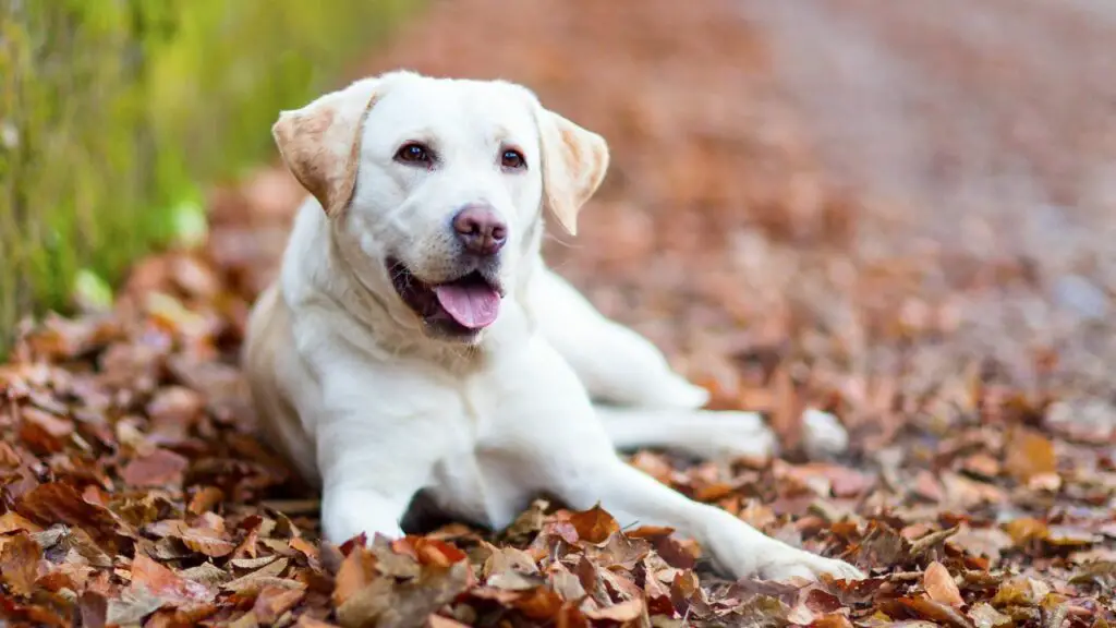 Sind Hunde emotional intelligent?