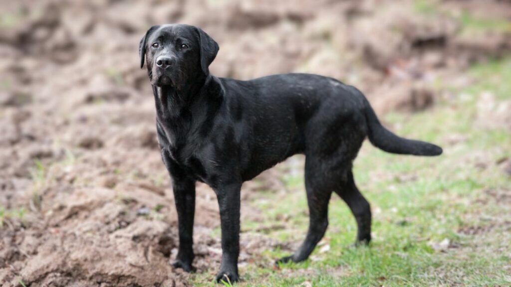 Die besten Hirschblut-Spürhunde
