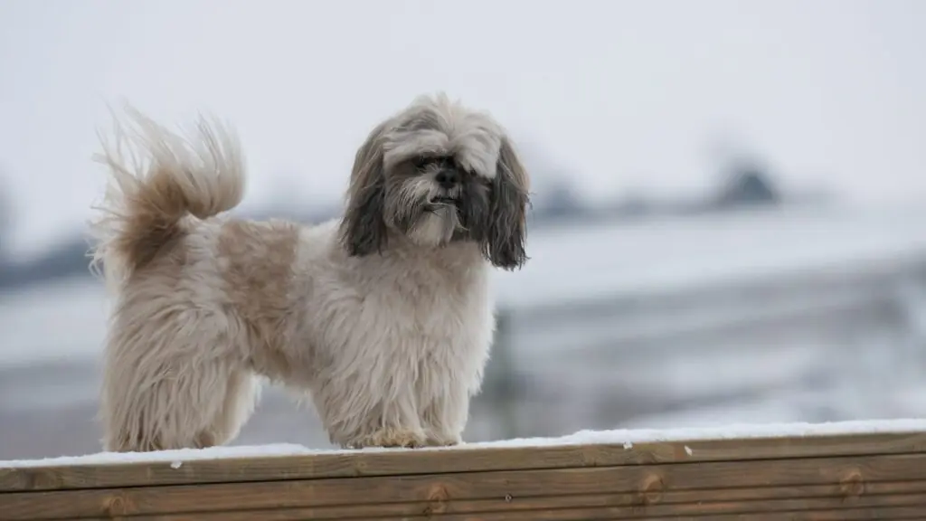 Shih Tzu Wolf DNA
