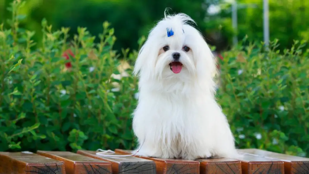 Bester Hund für das Leben in der Stadt