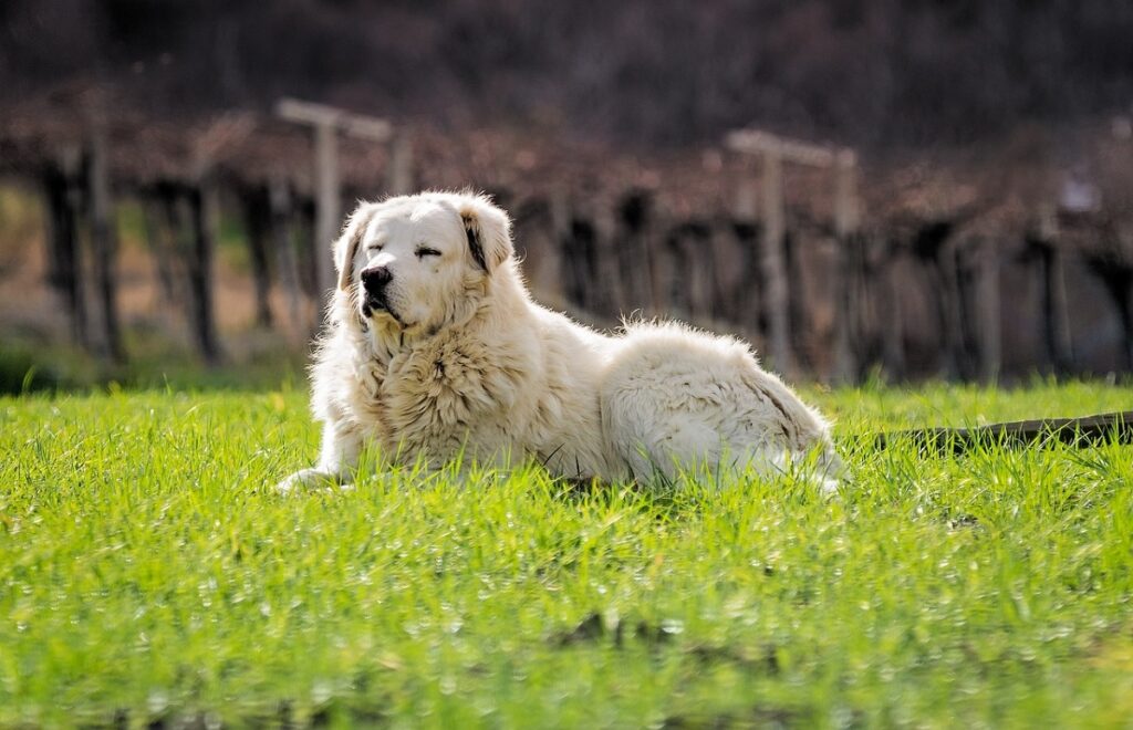 Wachhunde für Nutztiere
