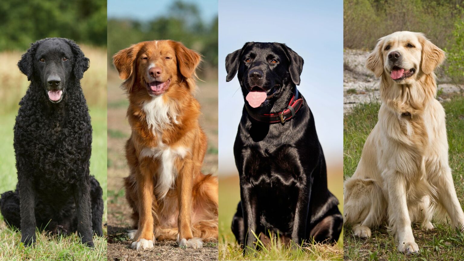 Halsband Oder Hundegeschirr: Was Ist Besser