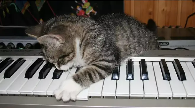 Von Musik inspirierte Katzennamen