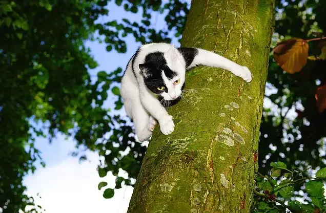 Ninja-Katzennamen