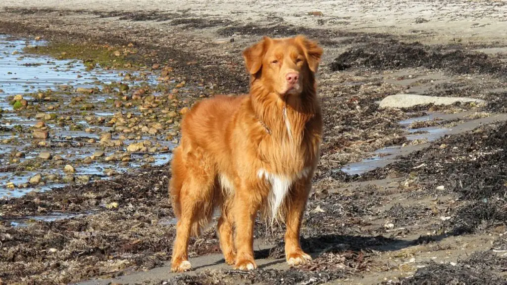 Corgi mögen Hunde
