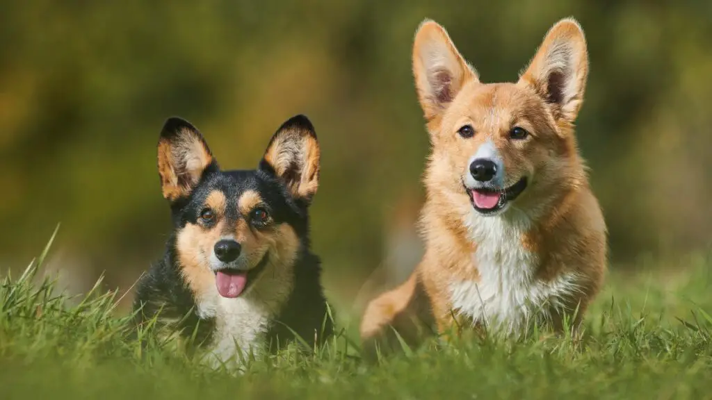 beste Hunde gegen Angstzustände