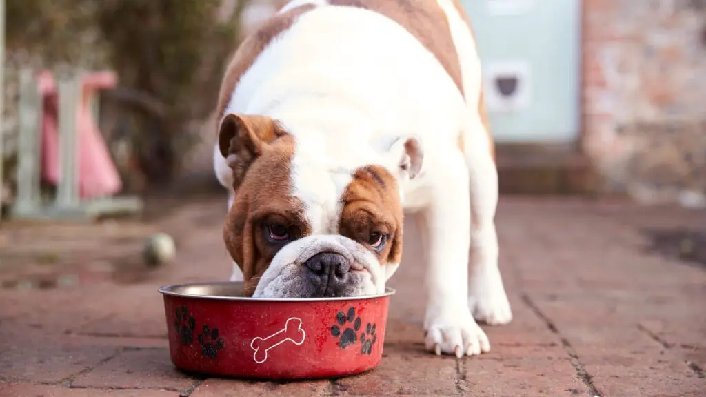 Pickiest Eating Dog Breeds