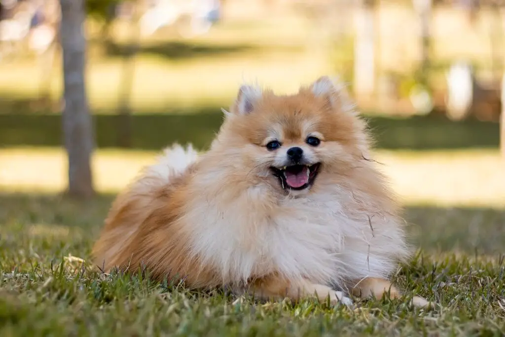 Welcher Hund sieht aus wie ein Löwe?