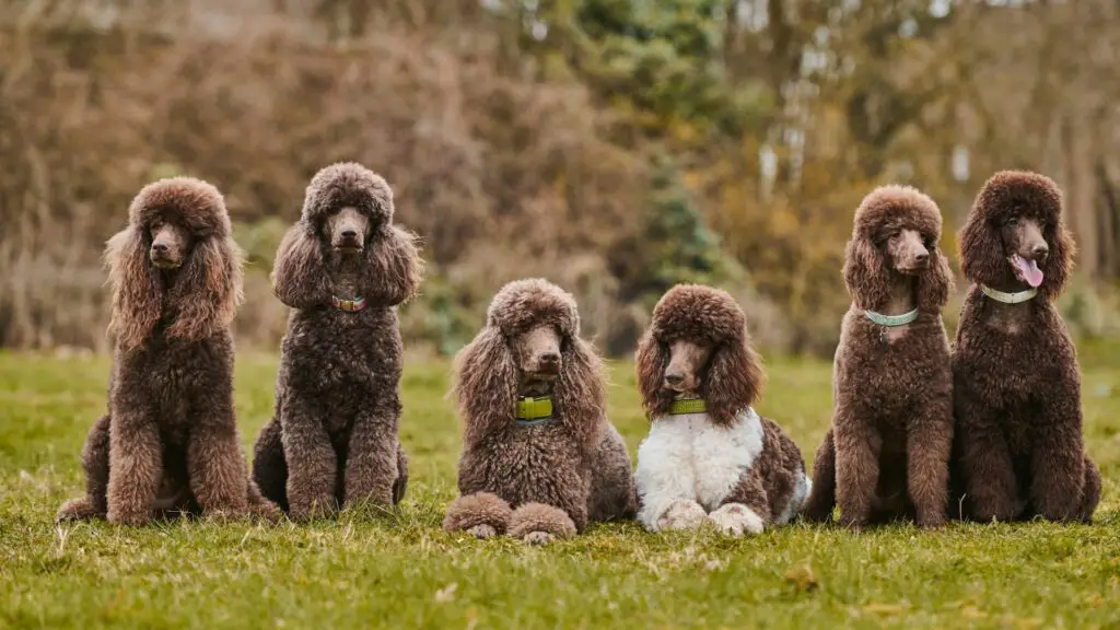 Wie erkrankt ein Hund an Krebs?
