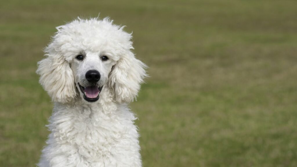 Hund, der am anfälligsten für Augenprobleme ist 