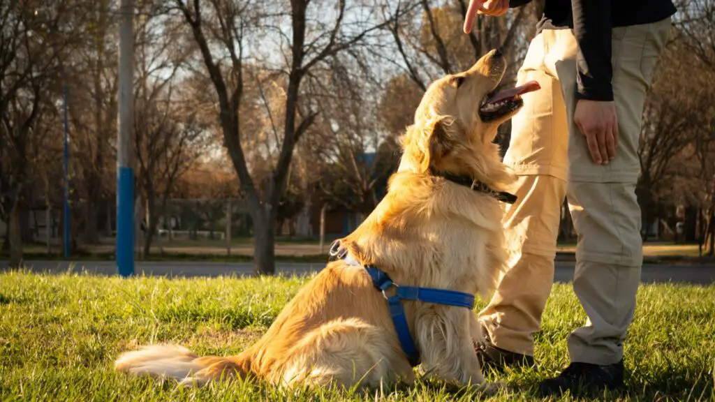 wie man einen Golden Retriever trainiert