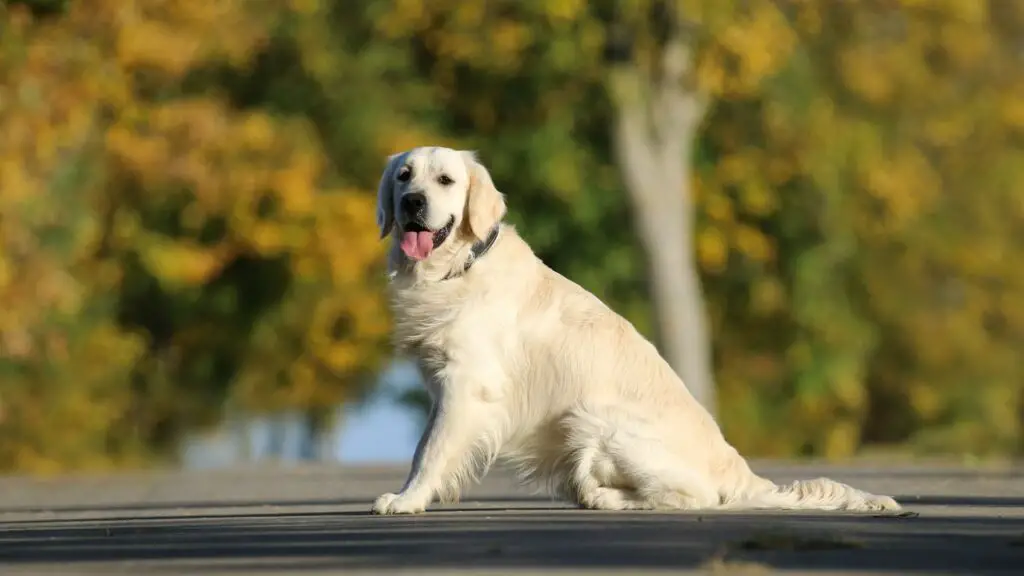 Vor- und Nachteile eines Golden Retrievers