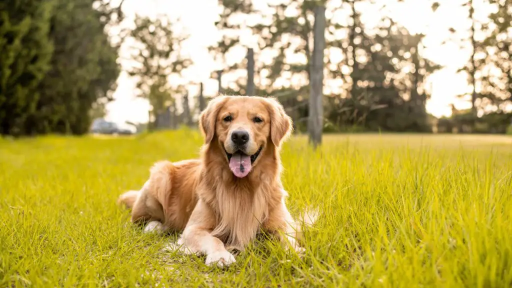 Vorteile des Golden Retrievers