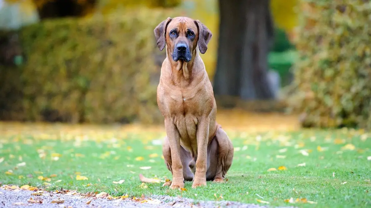 Hunde, die dem Rhodesian Ridgeback ähneln
