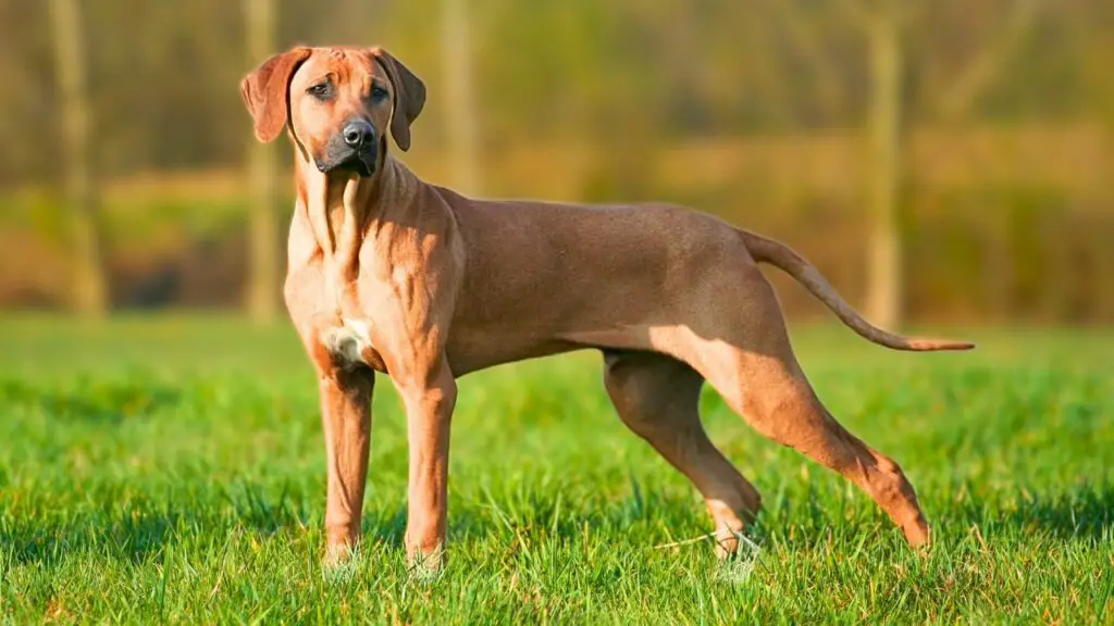 Hunde für tropisches Klima