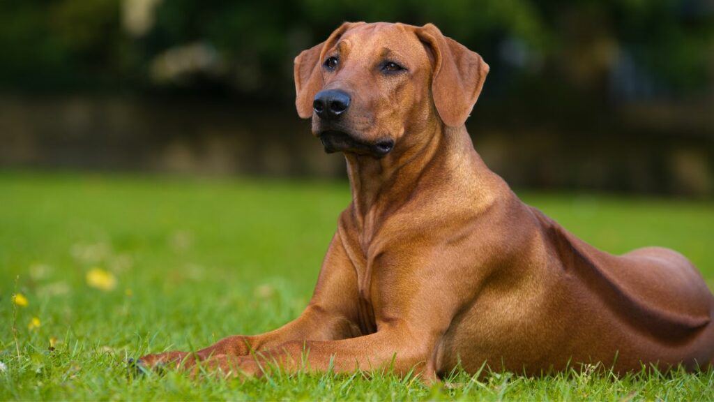 große Hunderassen ähnlich dem Bullmastiff
