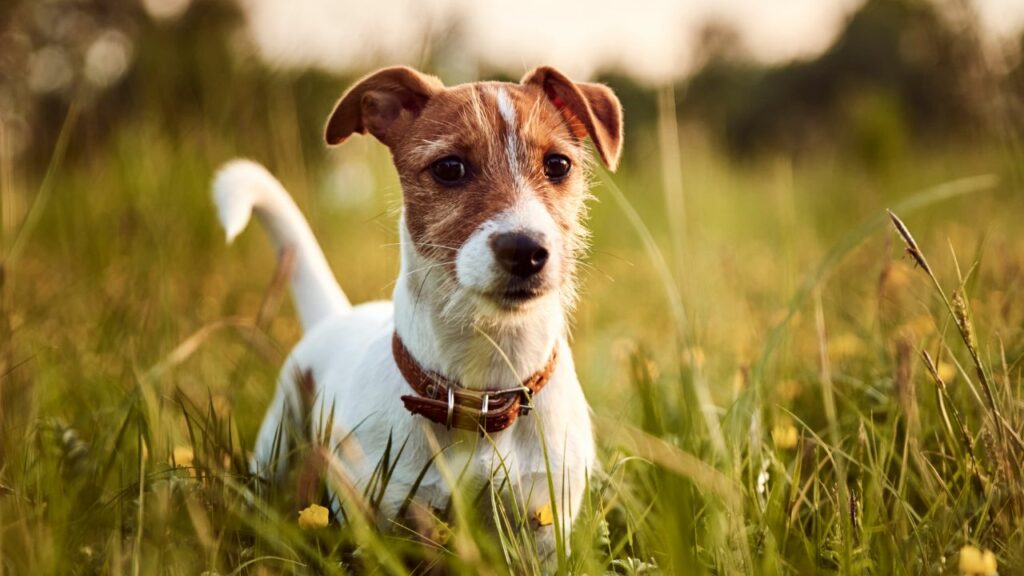 beste kleine Hunde für Wohnungen
