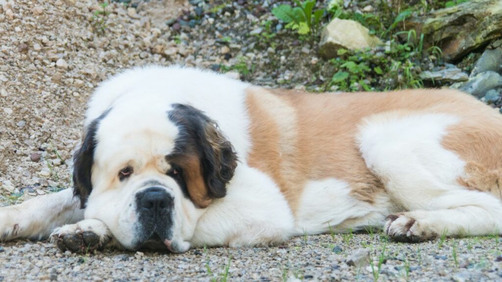 Hunde, die viel schlafen