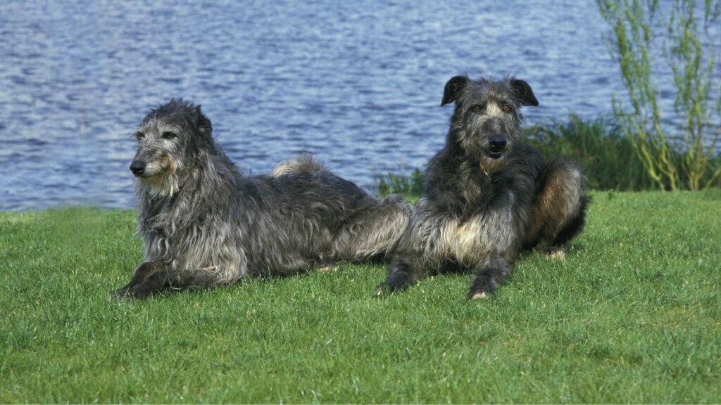 sind Hunde gefährdet