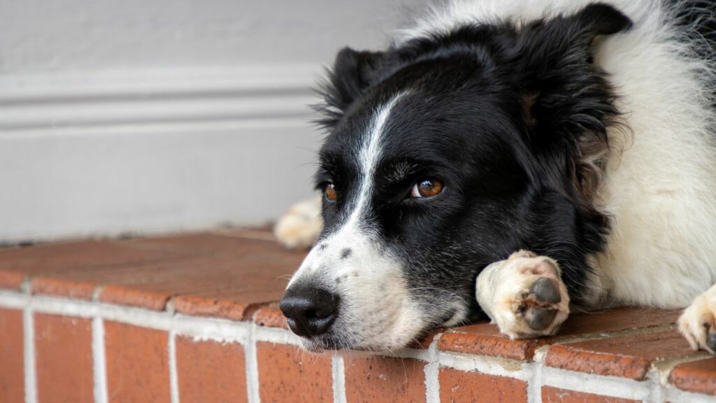 Gesundheitsprobleme beim Border Collie