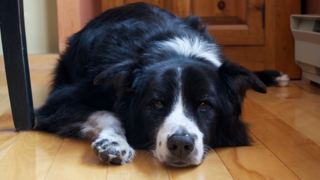 Nachteile von Border Collie