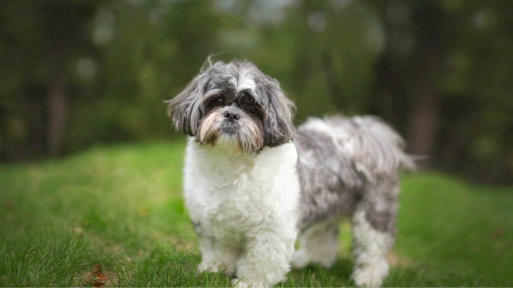 Shih Tzu Zahnerkrankung
