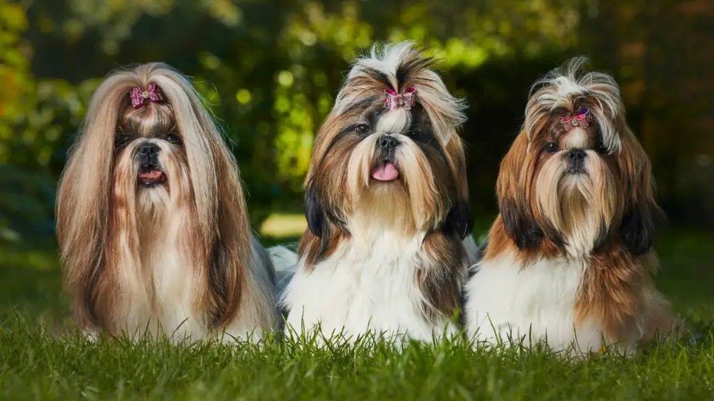 Stressabbau für Hunde