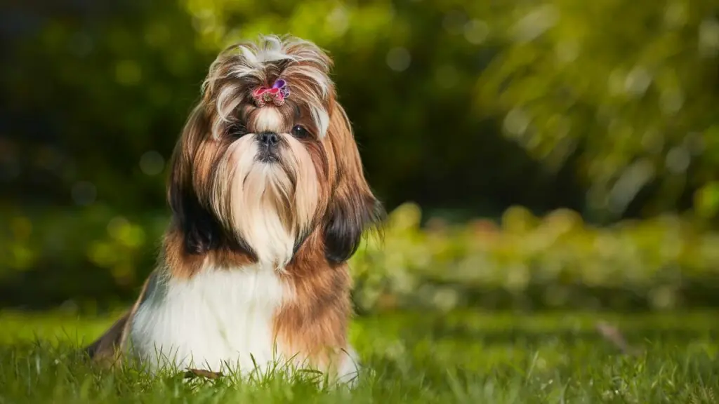 kleine Hunde, die eng mit Wölfen verwandt sind